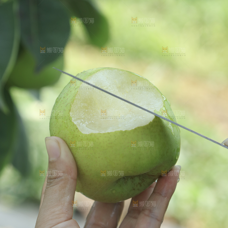 脆蜜梨