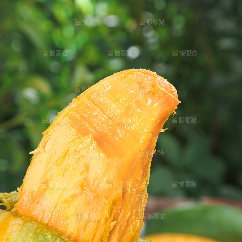 桂七芒