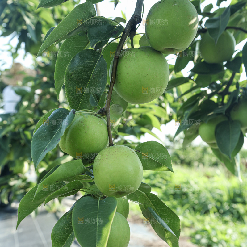 脆蜜梨