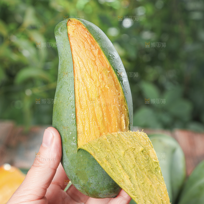 桂七芒