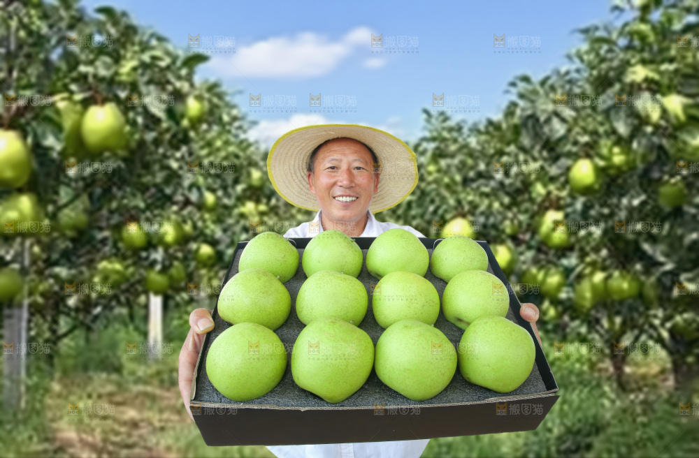 青冠梨