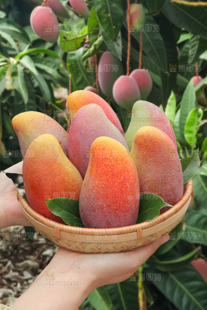 贵妃芒 
