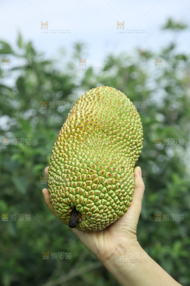 榴莲蜜