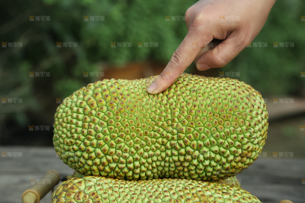榴莲蜜