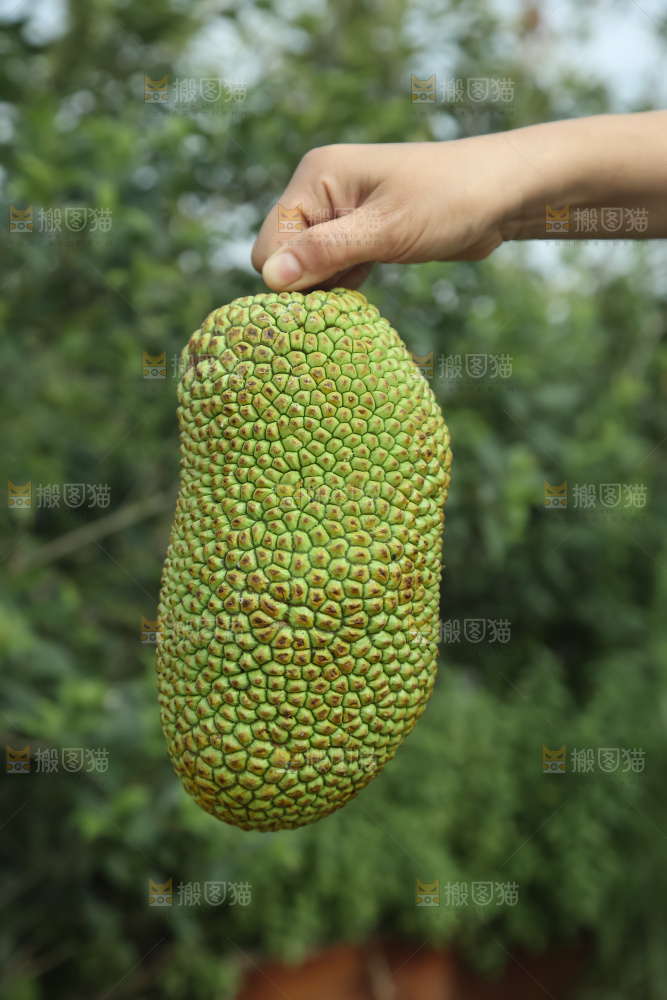 榴莲蜜