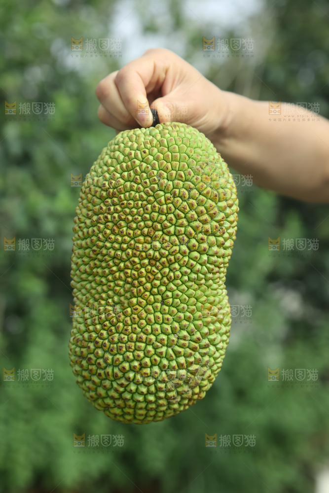 榴莲蜜