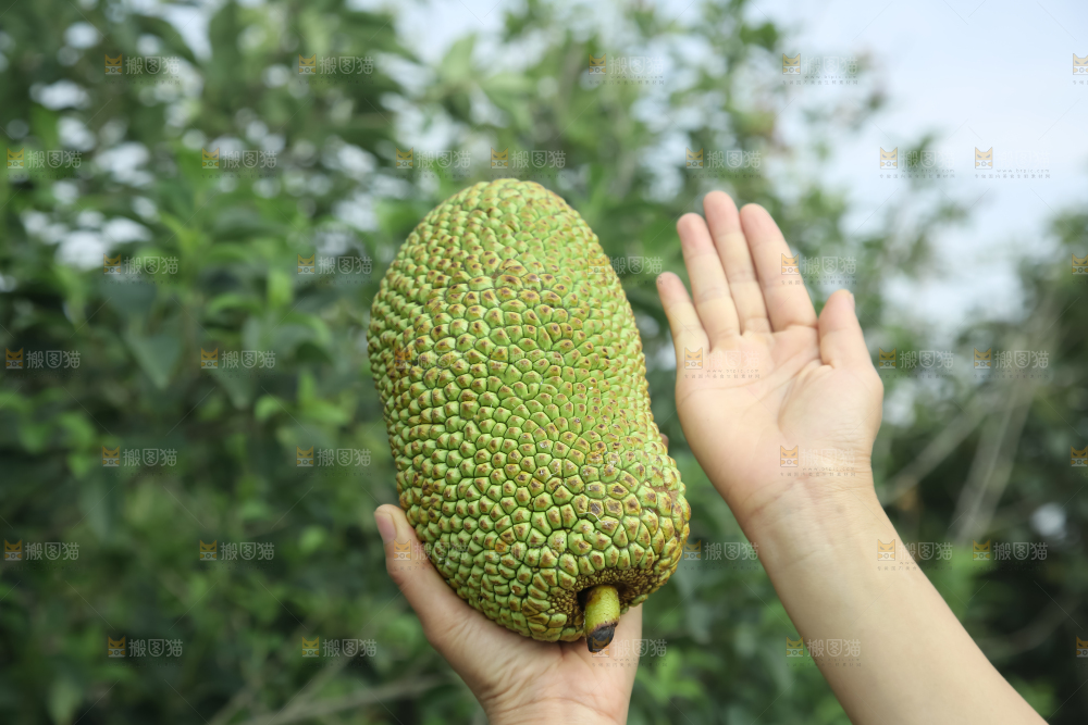 榴莲蜜