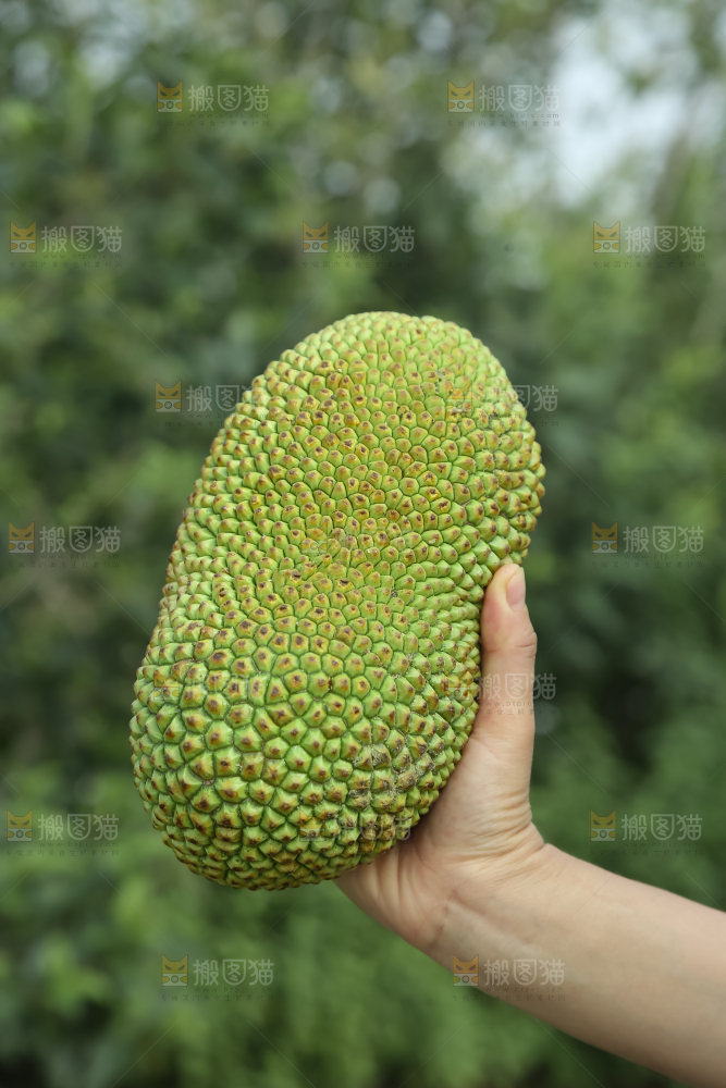 榴莲蜜