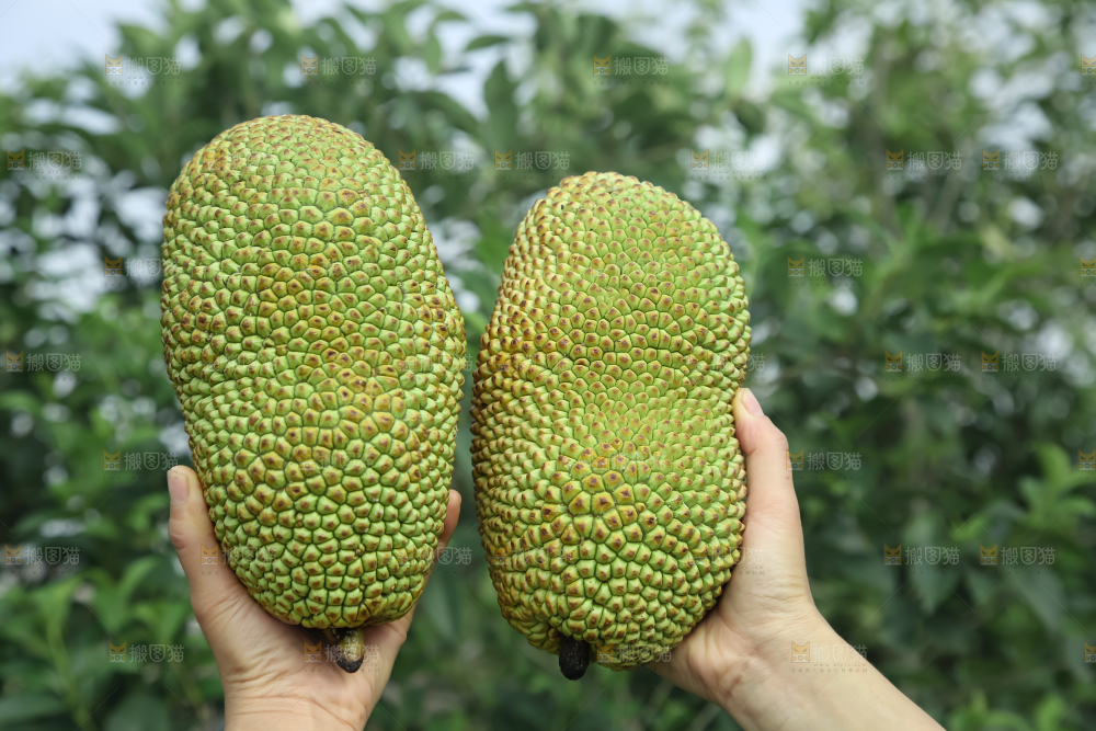 榴莲蜜
