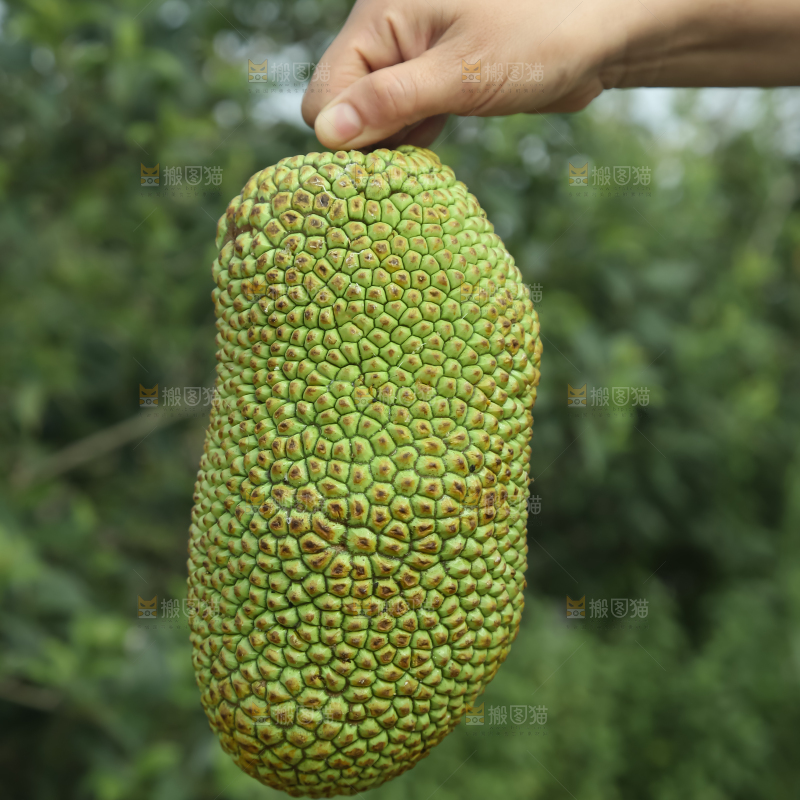 榴莲蜜