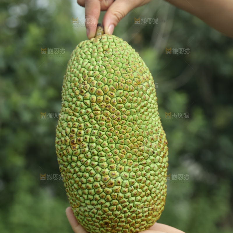 榴莲蜜