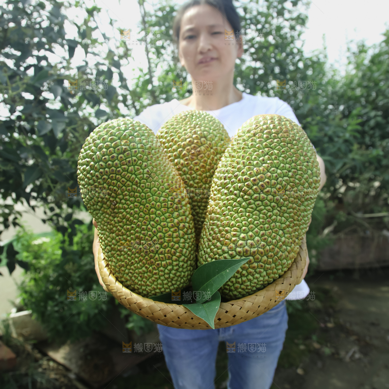 榴莲蜜