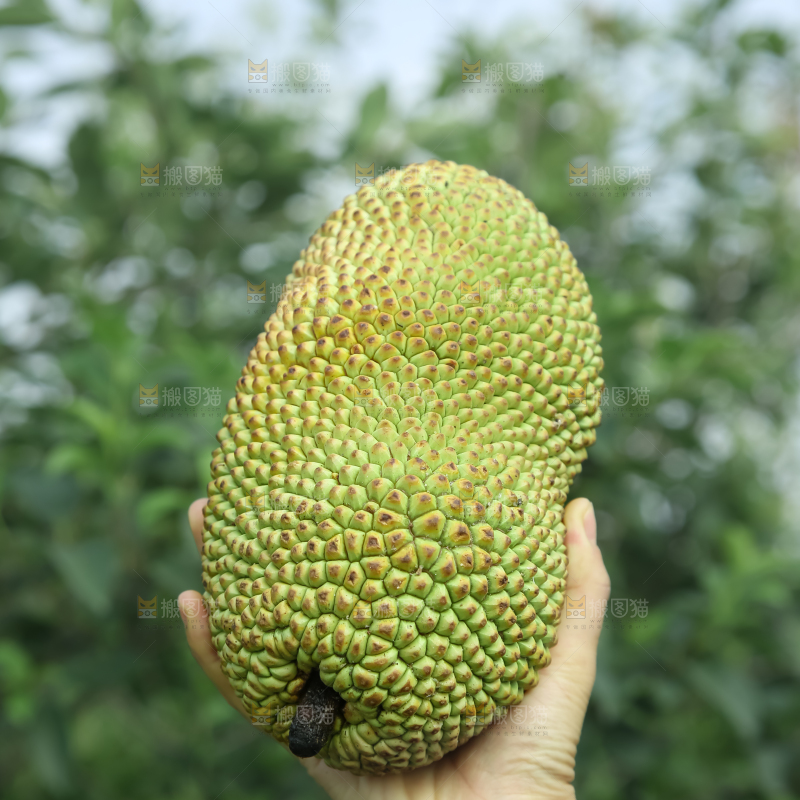 榴莲蜜