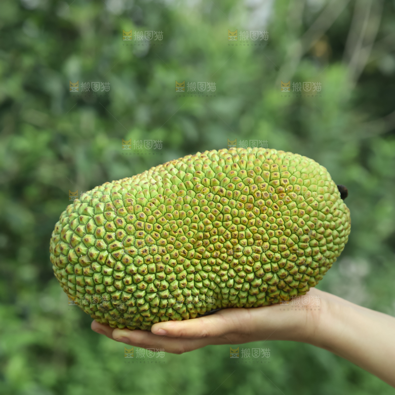 榴莲蜜