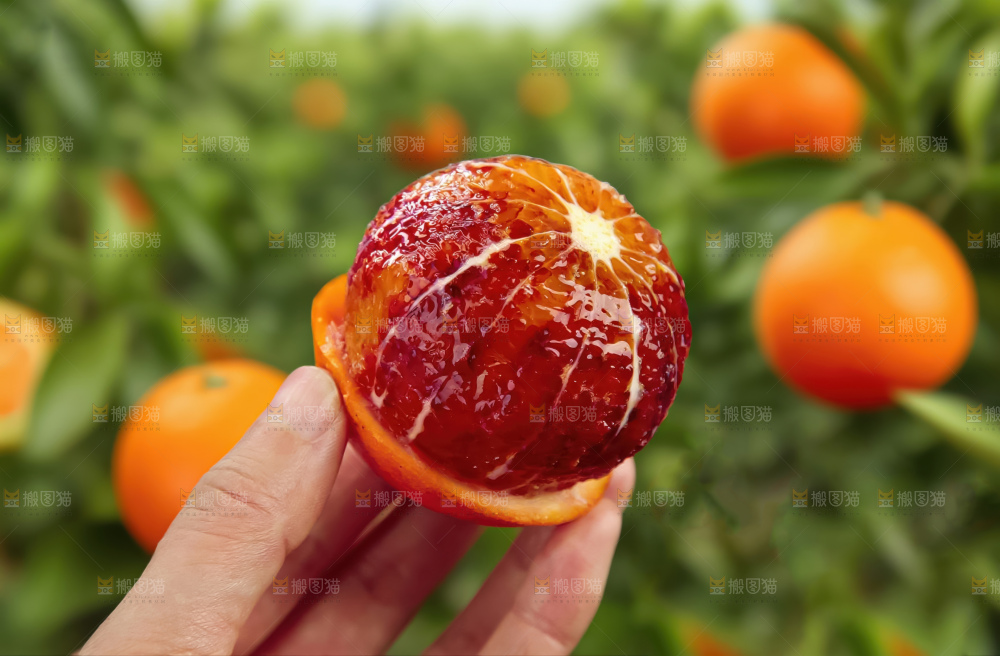 塔罗科血橙