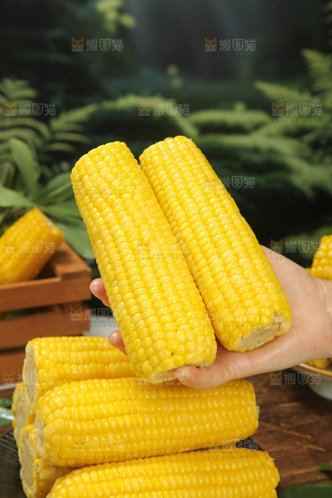 黄糯玉米