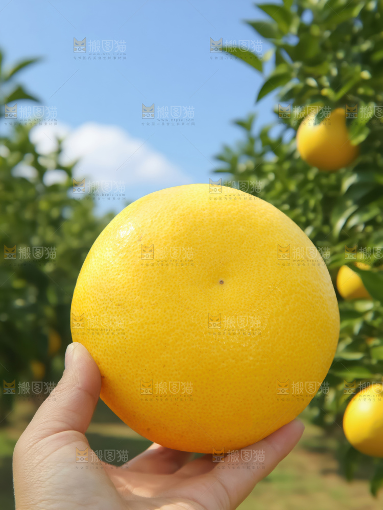 黄金葡萄柚