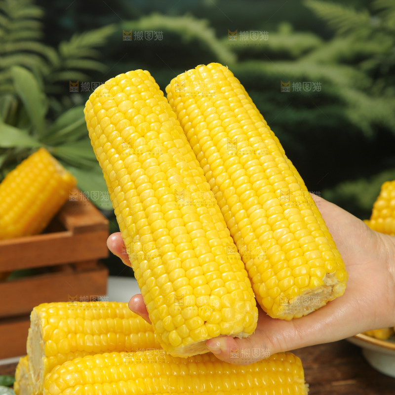 黄糯玉米
