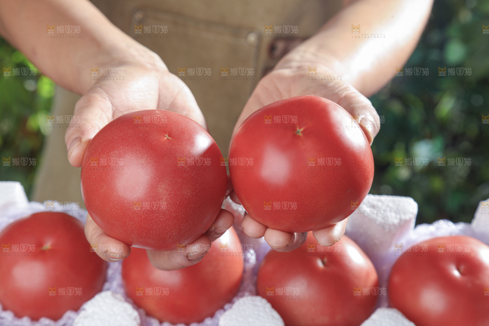 普罗旺斯西红柿