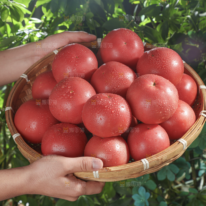 普罗旺斯西红柿