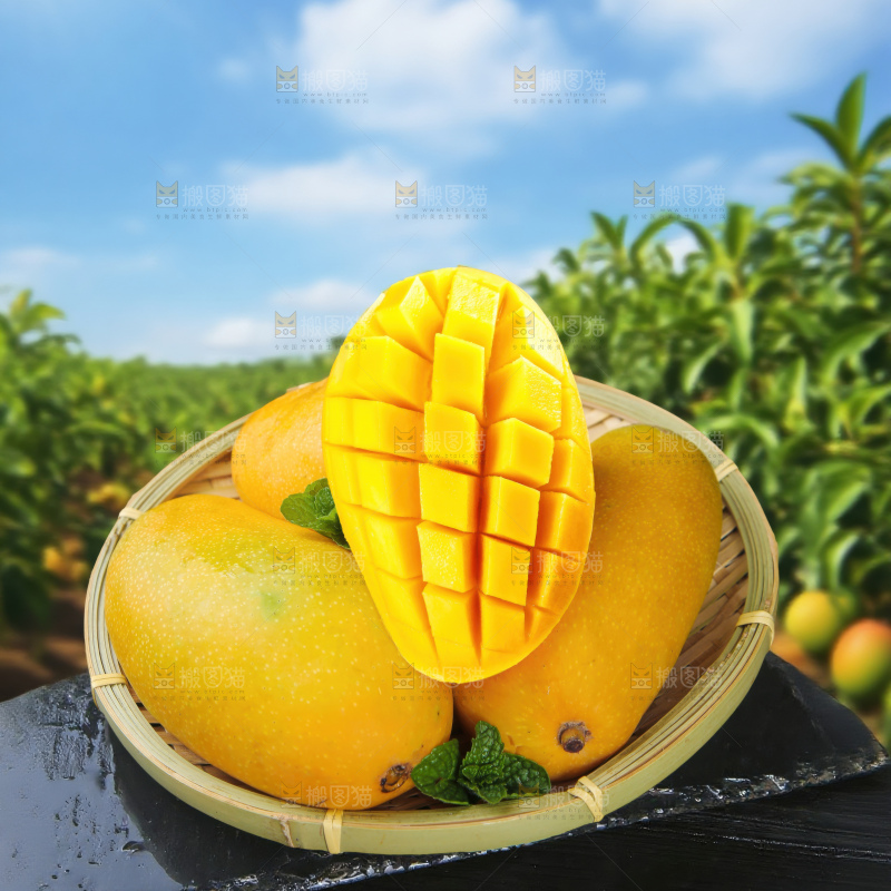 金煌芒