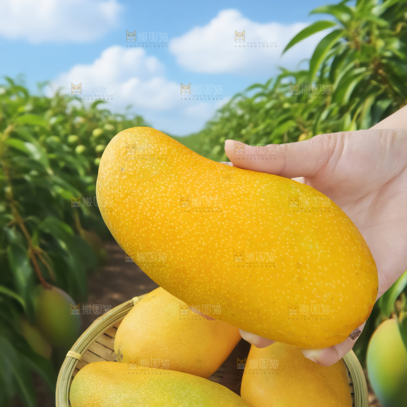金煌芒