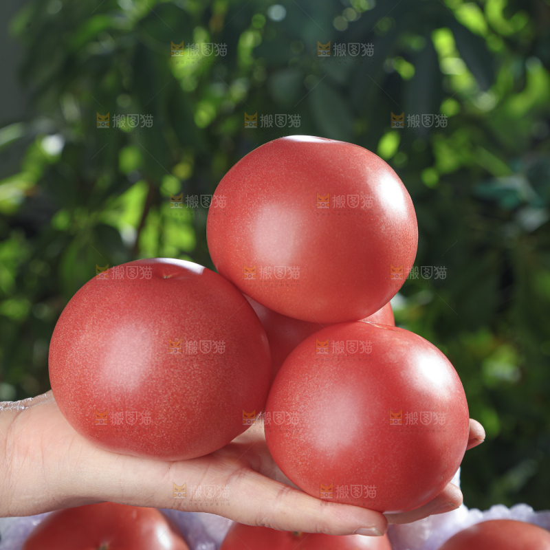 普罗旺斯西红柿