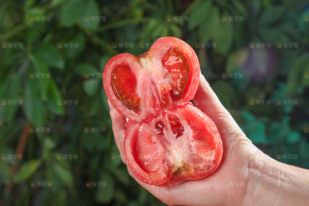 普罗旺斯西红柿