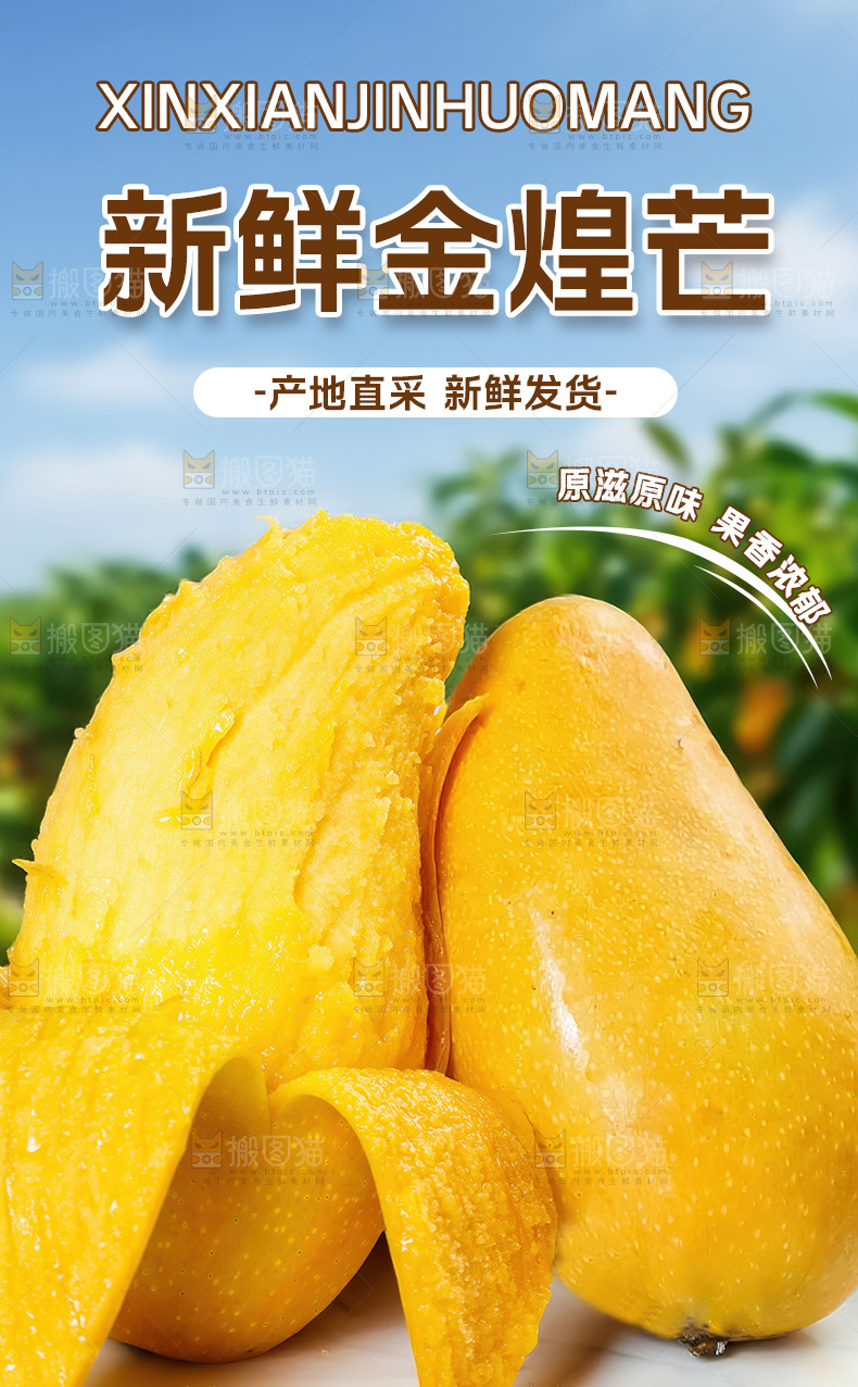 金煌芒详情页