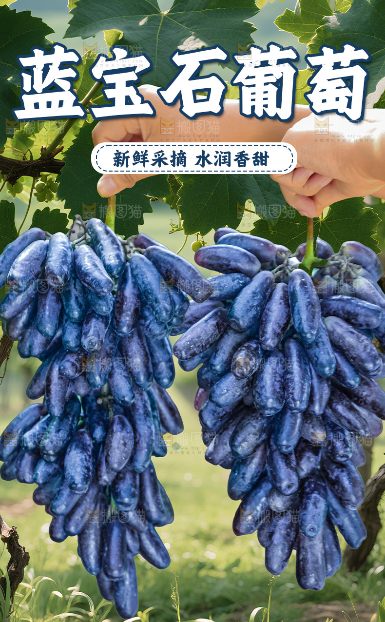 蓝宝石葡萄详情页