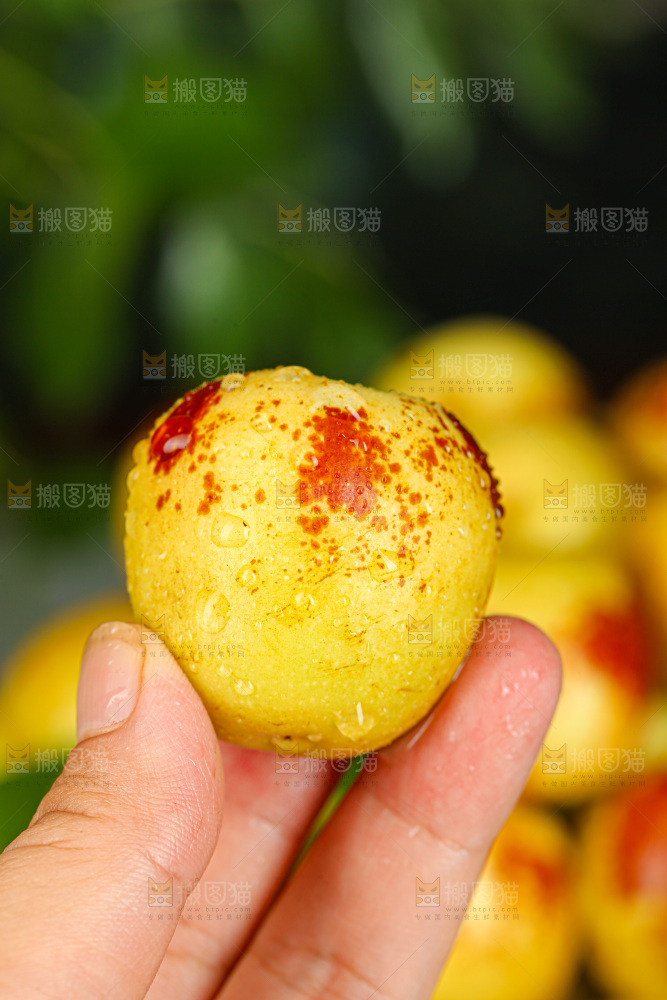 冬枣