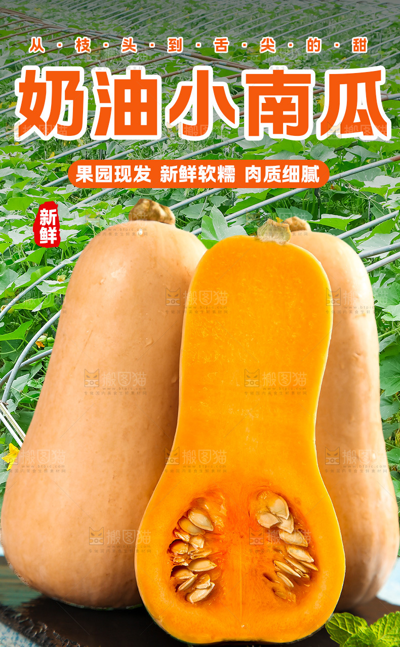 奶油小南瓜详情页