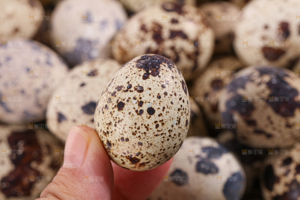 鹌鹑蛋