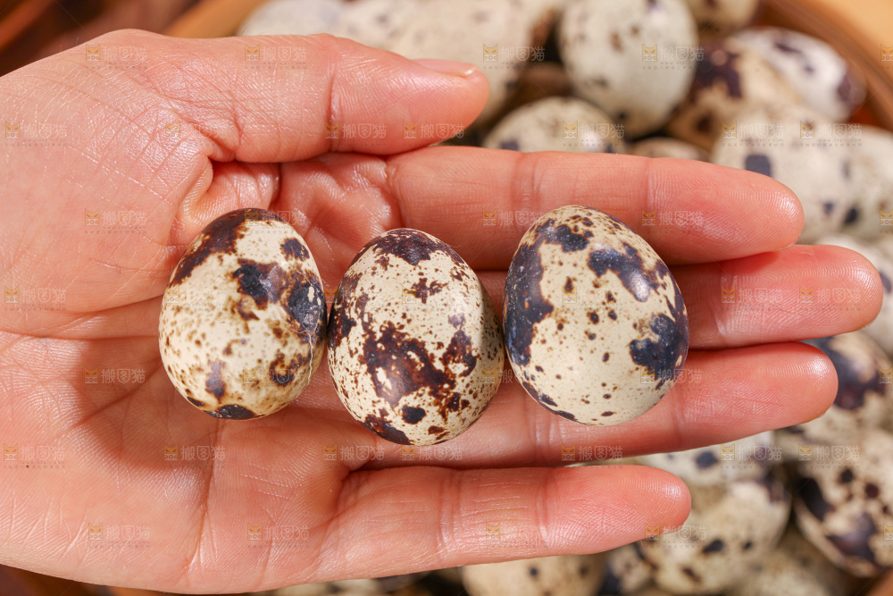鹌鹑蛋