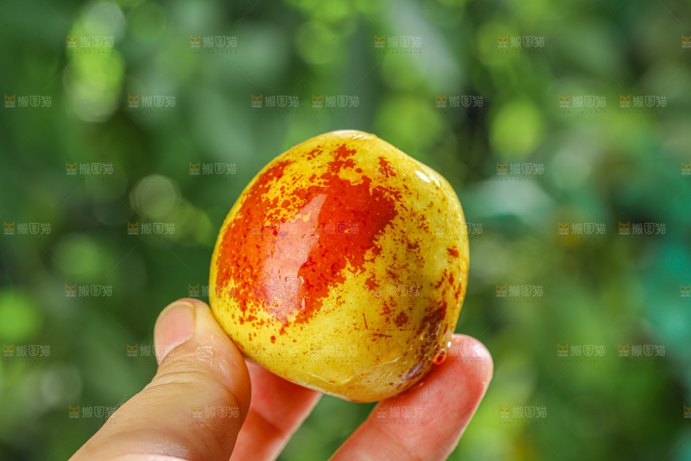 冬枣