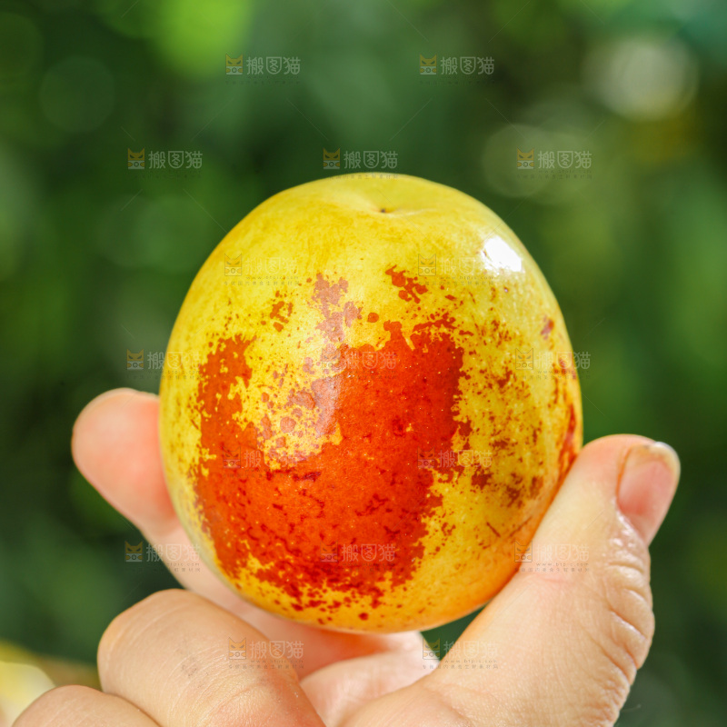 冬枣