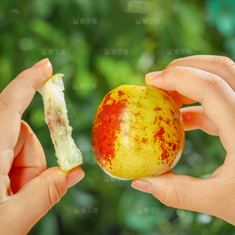 冬枣