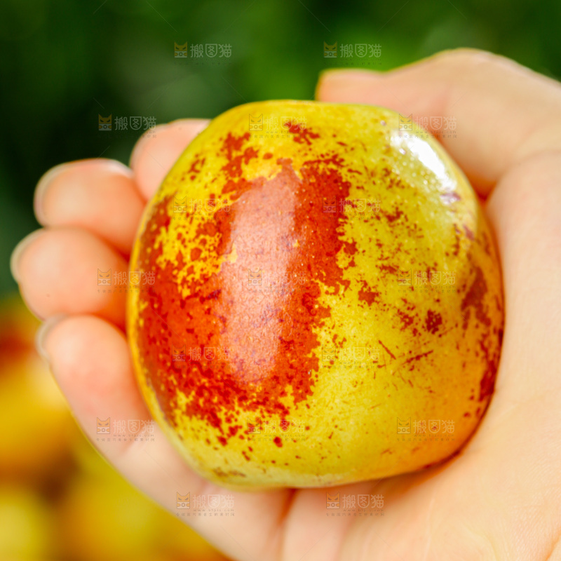 冬枣