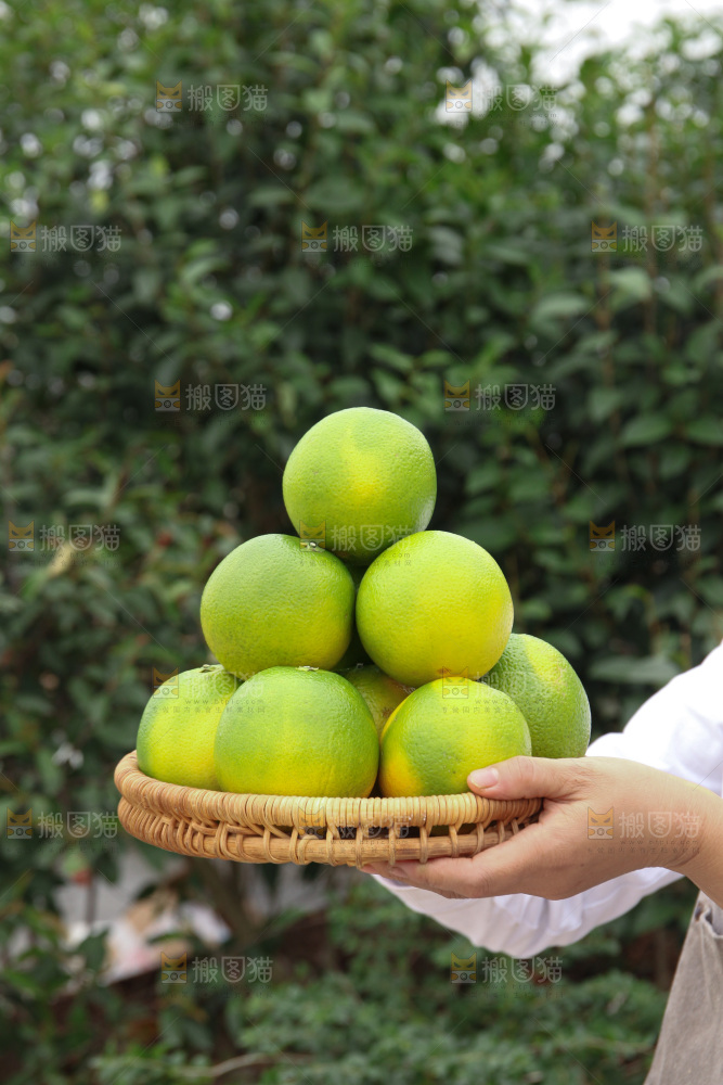 冰糖橙