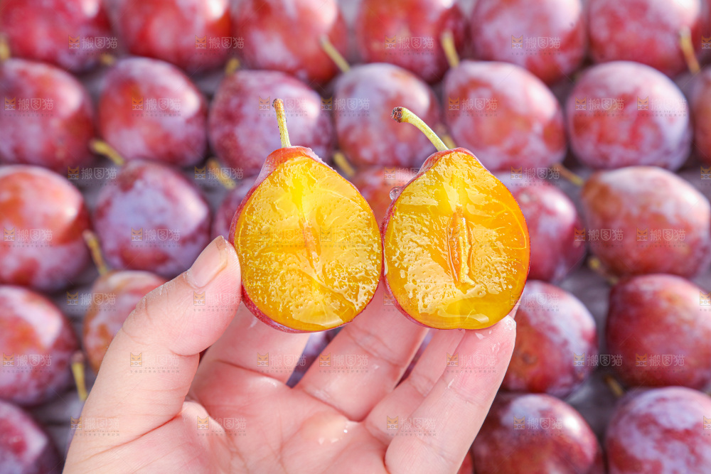 西梅