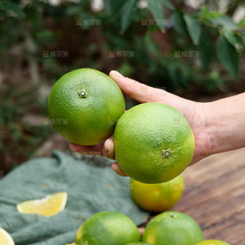 冰糖橙