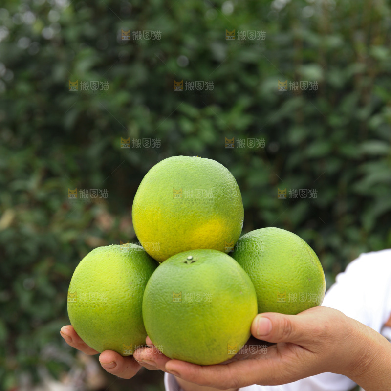 冰糖橙