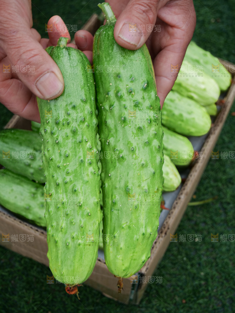 旱黄瓜