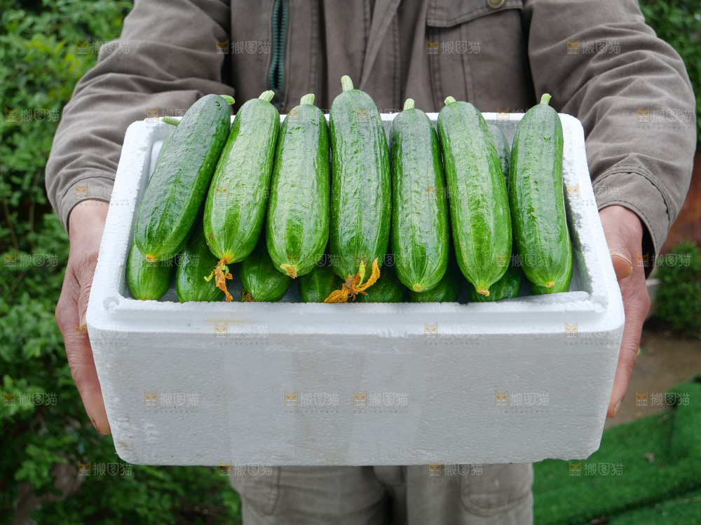 水果黄瓜