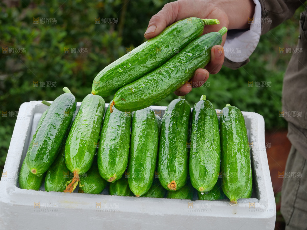 水果黄瓜