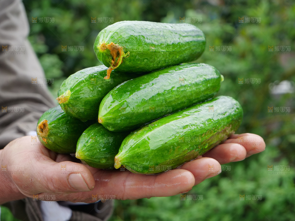 水果黄瓜