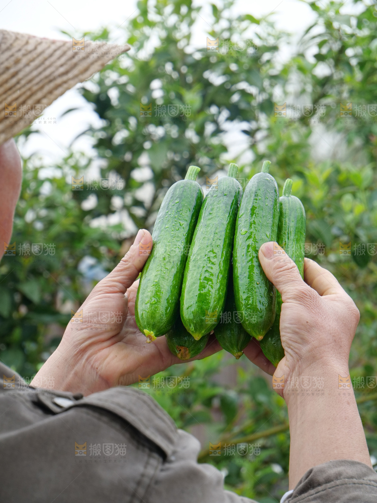 水果黄瓜