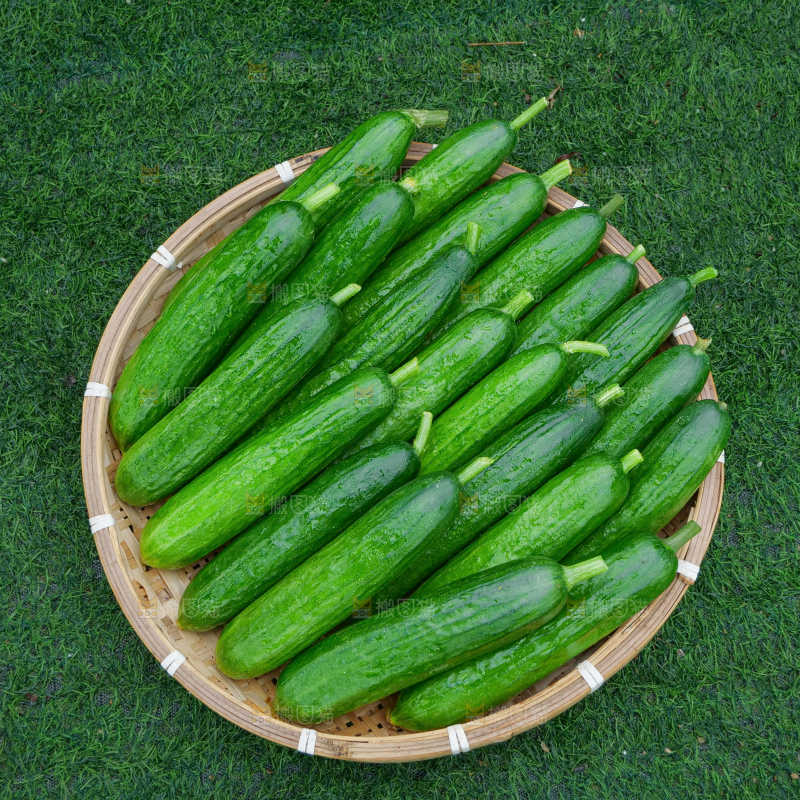 水果黄瓜