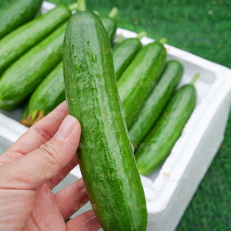 水果黄瓜