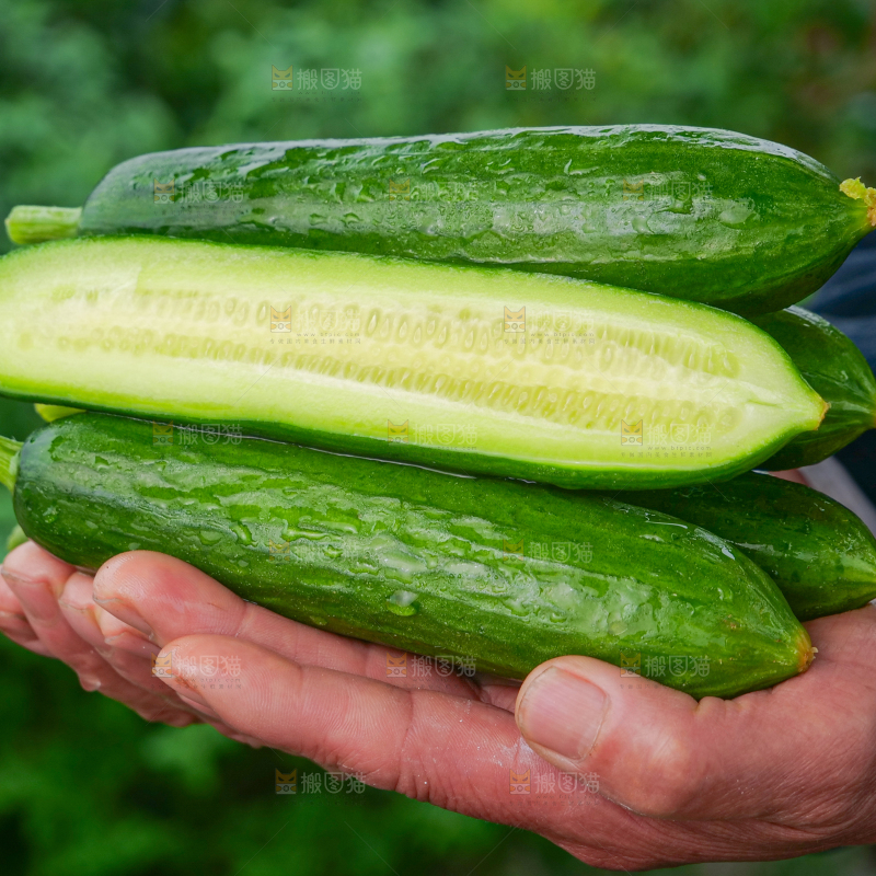 水果黄瓜